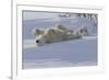 Polar Bear (Ursus Maritimus) and Cubs-David Jenkins-Framed Photographic Print