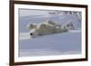 Polar Bear (Ursus Maritimus) and Cubs-David Jenkins-Framed Photographic Print