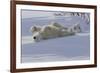 Polar Bear (Ursus Maritimus) and Cubs-David Jenkins-Framed Photographic Print