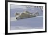 Polar Bear (Ursus Maritimus) and Cubs-David Jenkins-Framed Photographic Print