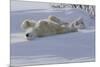 Polar Bear (Ursus Maritimus) and Cubs-David Jenkins-Mounted Photographic Print