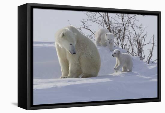 Polar Bear (Ursus Maritimus) and Cubs-David Jenkins-Framed Stretched Canvas