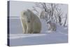 Polar Bear (Ursus Maritimus) and Cubs-David Jenkins-Stretched Canvas