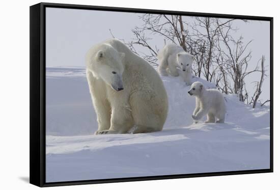 Polar Bear (Ursus Maritimus) and Cubs-David Jenkins-Framed Stretched Canvas