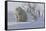 Polar Bear (Ursus Maritimus) and Cubs-David Jenkins-Framed Stretched Canvas