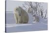 Polar Bear (Ursus Maritimus) and Cubs-David Jenkins-Stretched Canvas