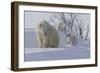 Polar Bear (Ursus Maritimus) and Cubs-David Jenkins-Framed Photographic Print