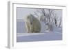 Polar Bear (Ursus Maritimus) and Cubs-David Jenkins-Framed Photographic Print