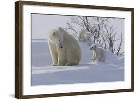 Polar Bear (Ursus Maritimus) and Cubs-David Jenkins-Framed Photographic Print