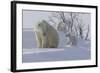 Polar Bear (Ursus Maritimus) and Cubs-David Jenkins-Framed Photographic Print