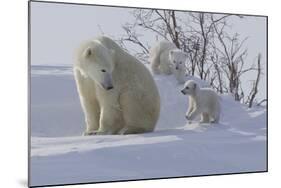 Polar Bear (Ursus Maritimus) and Cubs-David Jenkins-Mounted Photographic Print