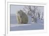 Polar Bear (Ursus Maritimus) and Cubs-David Jenkins-Framed Photographic Print