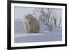 Polar Bear (Ursus Maritimus) and Cubs-David Jenkins-Framed Photographic Print