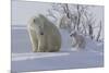 Polar Bear (Ursus Maritimus) and Cubs-David Jenkins-Mounted Photographic Print