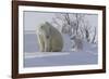 Polar Bear (Ursus Maritimus) and Cubs-David Jenkins-Framed Photographic Print