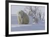 Polar Bear (Ursus Maritimus) and Cubs-David Jenkins-Framed Photographic Print