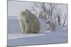 Polar Bear (Ursus Maritimus) and Cubs-David Jenkins-Mounted Photographic Print