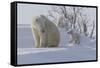 Polar Bear (Ursus Maritimus) and Cubs-David Jenkins-Framed Stretched Canvas