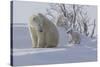 Polar Bear (Ursus Maritimus) and Cubs-David Jenkins-Stretched Canvas