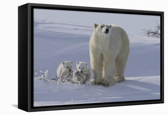 Polar Bear (Ursus Maritimus) and Cubs-David Jenkins-Framed Stretched Canvas