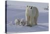 Polar Bear (Ursus Maritimus) and Cubs-David Jenkins-Stretched Canvas