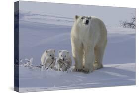 Polar Bear (Ursus Maritimus) and Cubs-David Jenkins-Stretched Canvas