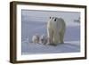 Polar Bear (Ursus Maritimus) and Cubs-David Jenkins-Framed Photographic Print