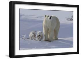 Polar Bear (Ursus Maritimus) and Cubs-David Jenkins-Framed Photographic Print