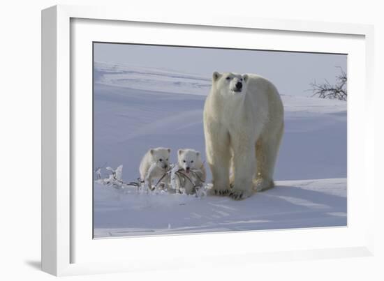 Polar Bear (Ursus Maritimus) and Cubs-David Jenkins-Framed Photographic Print