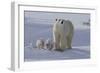 Polar Bear (Ursus Maritimus) and Cubs-David Jenkins-Framed Photographic Print