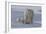 Polar Bear (Ursus Maritimus) and Cubs-David Jenkins-Framed Photographic Print