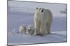 Polar Bear (Ursus Maritimus) and Cubs-David Jenkins-Mounted Photographic Print