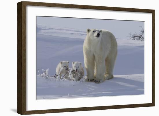 Polar Bear (Ursus Maritimus) and Cubs-David Jenkins-Framed Photographic Print