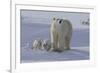 Polar Bear (Ursus Maritimus) and Cubs-David Jenkins-Framed Photographic Print