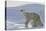 Polar Bear (Ursus Maritimus) and Cubs-David Jenkins-Stretched Canvas