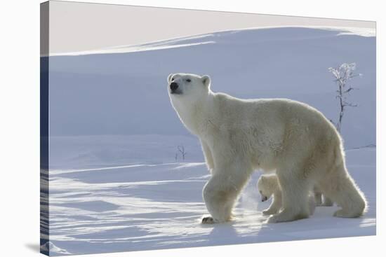 Polar Bear (Ursus Maritimus) and Cubs-David Jenkins-Stretched Canvas