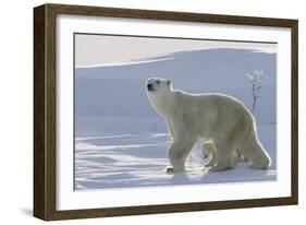 Polar Bear (Ursus Maritimus) and Cubs-David Jenkins-Framed Photographic Print