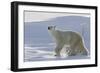 Polar Bear (Ursus Maritimus) and Cubs-David Jenkins-Framed Photographic Print