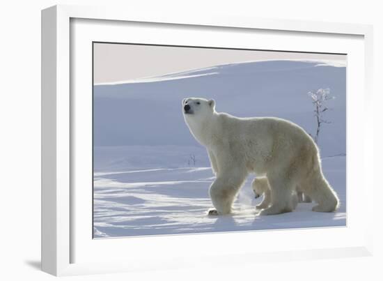 Polar Bear (Ursus Maritimus) and Cubs-David Jenkins-Framed Photographic Print