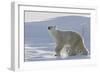 Polar Bear (Ursus Maritimus) and Cubs-David Jenkins-Framed Photographic Print