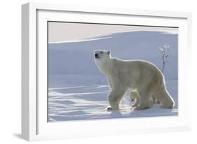 Polar Bear (Ursus Maritimus) and Cubs-David Jenkins-Framed Photographic Print