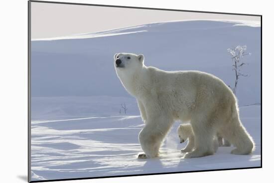 Polar Bear (Ursus Maritimus) and Cubs-David Jenkins-Mounted Photographic Print