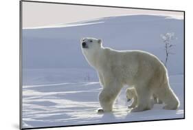 Polar Bear (Ursus Maritimus) and Cubs-David Jenkins-Mounted Photographic Print