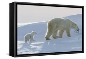 Polar Bear (Ursus Maritimus) and Cubs-David Jenkins-Framed Stretched Canvas