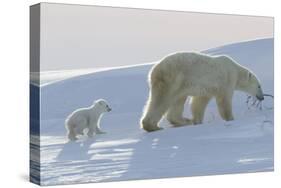 Polar Bear (Ursus Maritimus) and Cubs-David Jenkins-Stretched Canvas