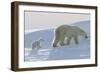 Polar Bear (Ursus Maritimus) and Cubs-David Jenkins-Framed Photographic Print