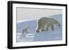 Polar Bear (Ursus Maritimus) and Cubs-David Jenkins-Framed Photographic Print