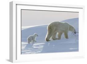 Polar Bear (Ursus Maritimus) and Cubs-David Jenkins-Framed Photographic Print