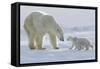 Polar Bear (Ursus Maritimus) and Cubs-David Jenkins-Framed Stretched Canvas