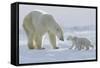 Polar Bear (Ursus Maritimus) and Cubs-David Jenkins-Framed Stretched Canvas